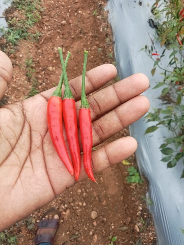 Spicy Green Chilli (G-4)