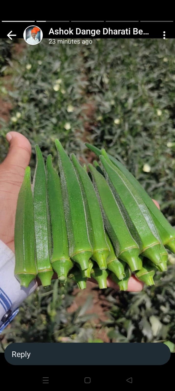 Tender Okra / Bhendi (Ladyfinger)